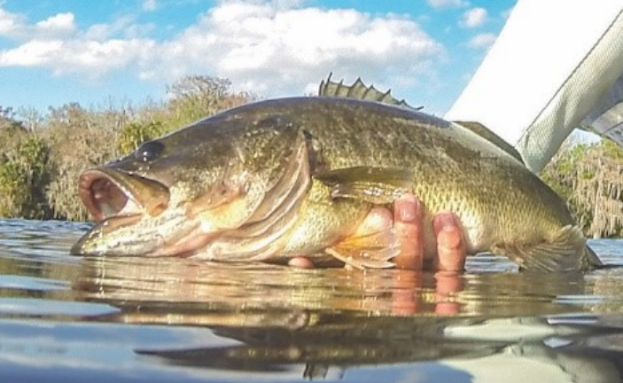 catch and release club
